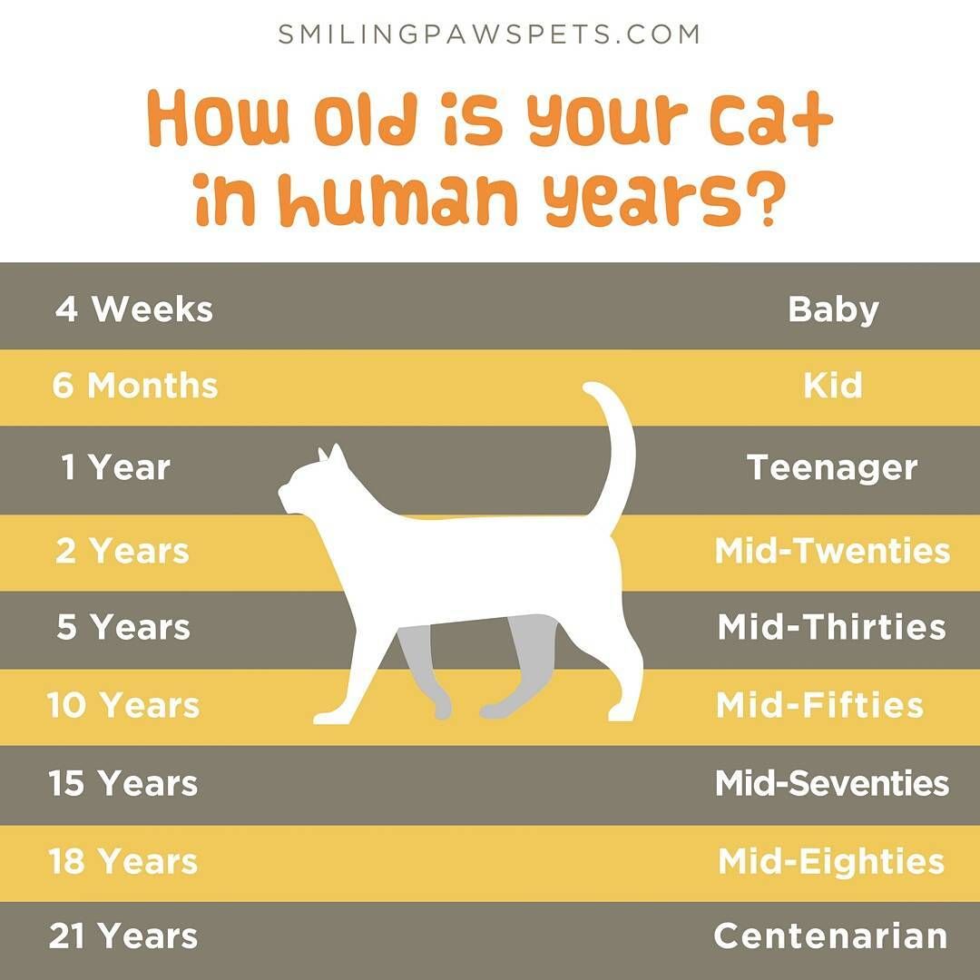 SmilingPawsPets's tweet photo. A little Cat Age Guide to give you an idea of how old your kitties might be if they were human...Our feline friends don't mature in quite the same way as us, so there isn't a precise cat to human years ratio #catyears #catfacts #catsofinstagram https://t.co/kYkeRdnufP