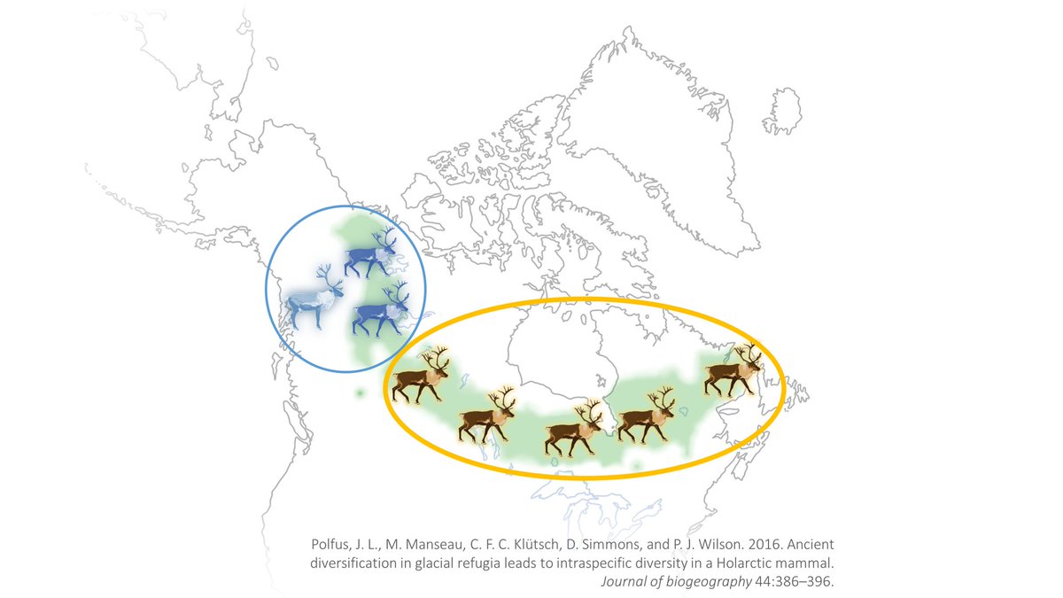 Likewise, my research suggests that  #caribou conservation may be hindered by treating caribou as separate DUs because genetic exchange between pops, ecotypes or subspecies may be evolutionarily critical to the persistence of the species as a whole (23/)  http://onlinelibrary.wiley.com/doi/10.1111/jbi.12918/full