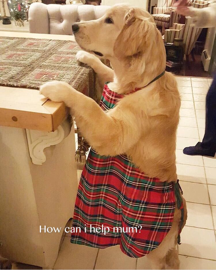 #dog #funnydogs #dogsmemes #indiegames #mobile #cutepets #cuteanimal #funnypets #hilariousanimals #dogevolution #pigevolution #coolgames #mobilegame #puppylife #weed hempire #ganja farm