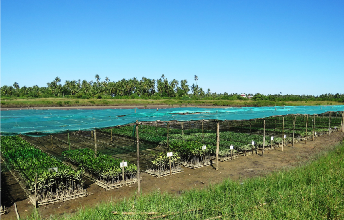 Worldview_Intl's tweet photo. In 2018 our 3.5M #Mangrove restoration project in #Myanmar will reach 5M trees with 600K seedlings &amp; 1.4M propagules now ready to plant (83% survival rate). 2019 will scale to 9.5M with an additional 4M trees planted. @IUCN_Mangrove @MangroveWatch @tveitdal https://t.co/YCq0vXPb6d
