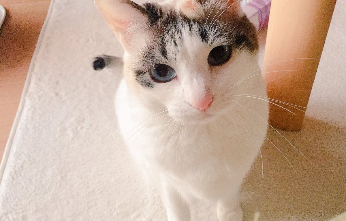 猫の日、、、🐱(ゆきじ)
#にゃんにゃんにゃんの日 
#猫の日