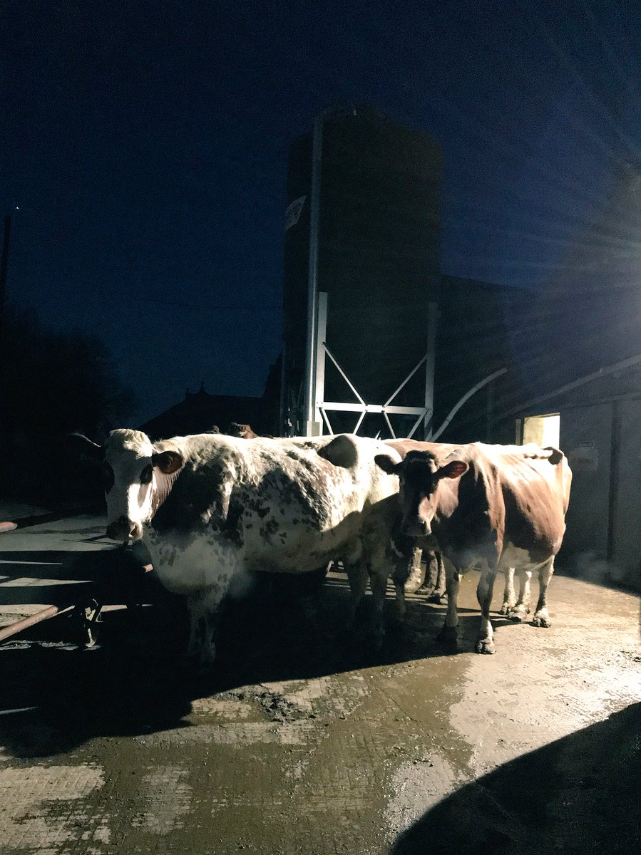 Fantastic 2days away at #NFU18, some incredible speakers, presentations and debate on the future of UK ag. Good catch up with friends old & new too! 

But it’s great to be back with the cows 🙂