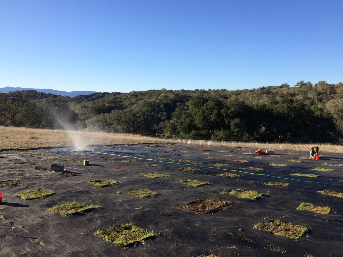 oecodynamics's tweet image. Annual plants get just one shot at reproduction. Water in mediterranean grasslands is essential: blue sky = brown plants. Just 2 starts to the growing season have been drier in the past 65 years here at #UCNRS #SedgwickReserve. Our experimental plants are a bit more fortunate...