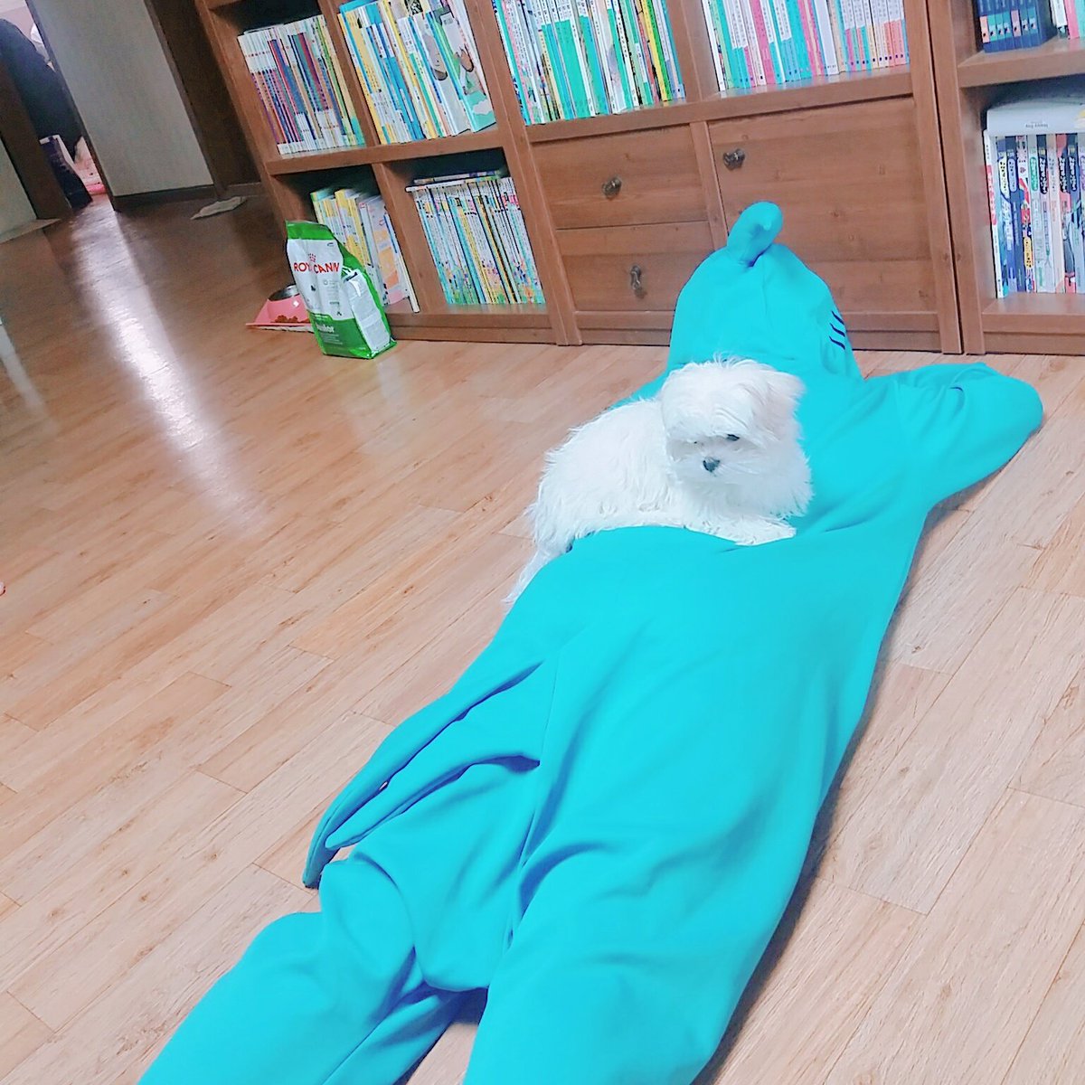WhiteSpring_128's tweet photo. 180222 상어를 정복햇따!! https://t.co/rWjqq14v2v