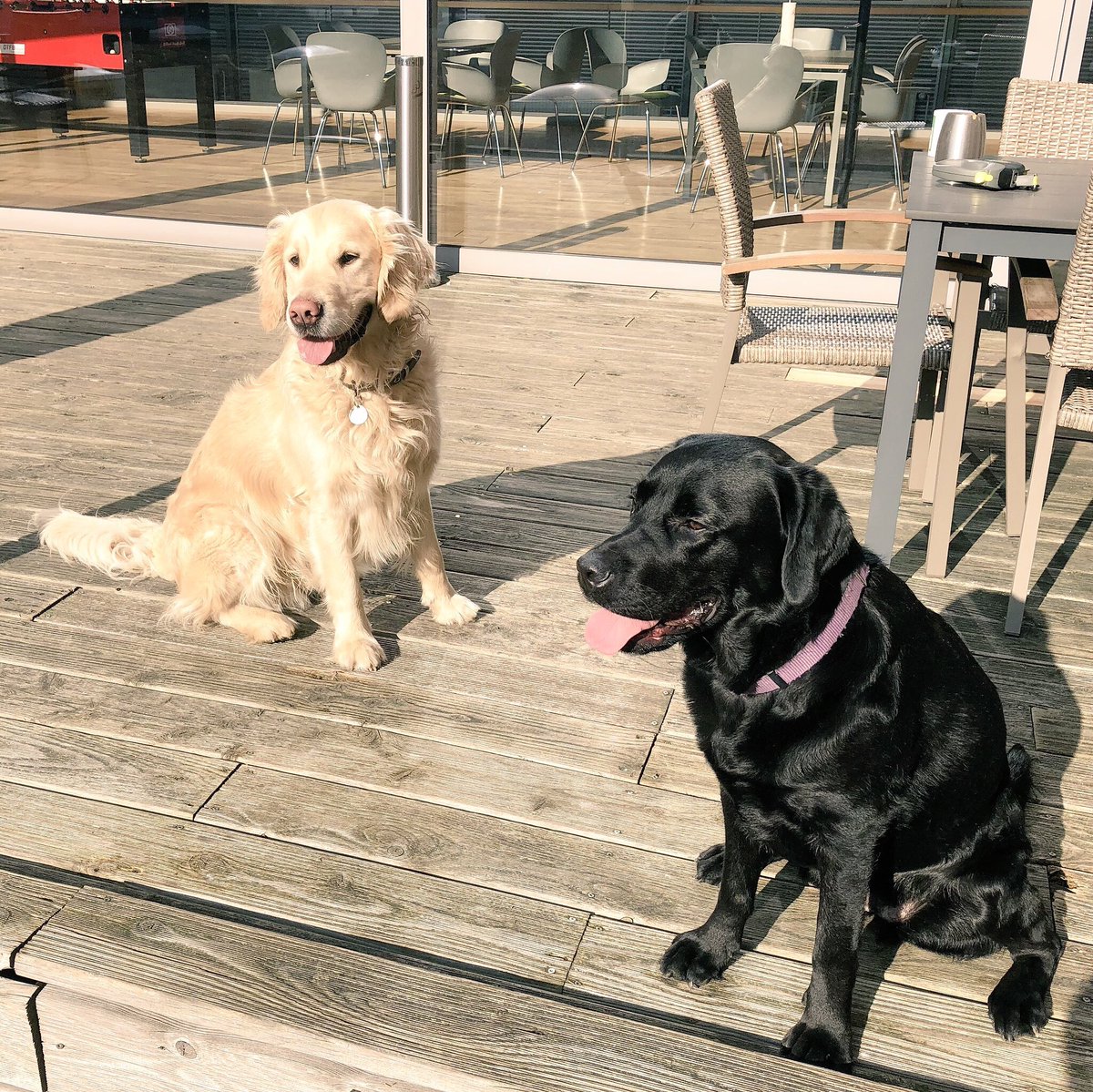 Unsere #Bürohunde (aka Feelgoodmanager) wissen, was gut ist: Sonne genießen auf unserer Dachterrasse! ☀️ #awesomecolleagues