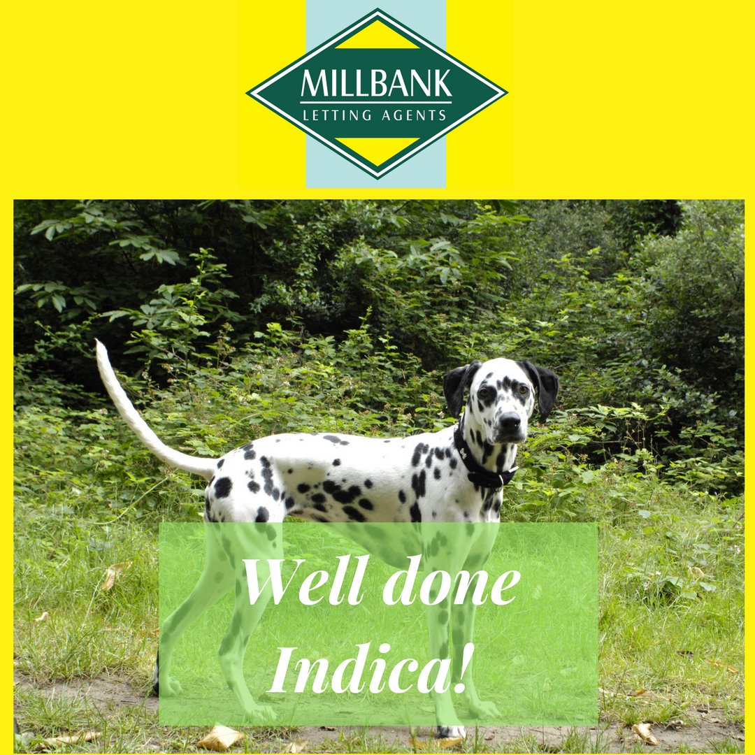 YummyHound's tweet photo. Indica the Dalmatian is working with Millbank Letting Agency on a shoot next week.

Chosen for her elegance and humour, we want to say a big congratulations to Indica!

We know you'll be spotless!
...
Okay, not literally https://t.co/0mT7qgG1Oi