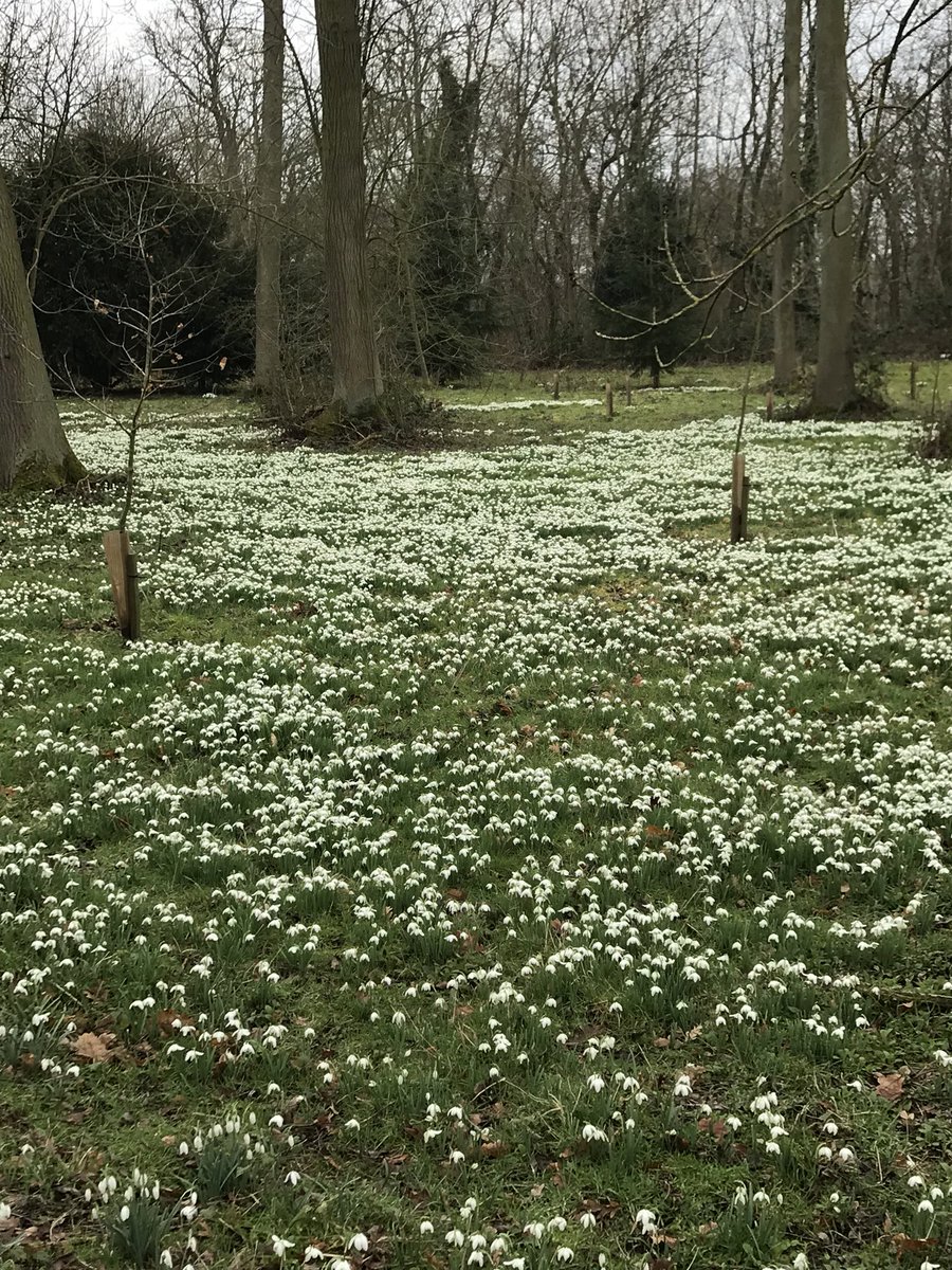 natalie_1310's tweet photo. Having a wander around the fabulous Hodsock Priory #Snowdrops2018 @HodsockPriory #lovenotts https://t.co/jMIWDVGUDB