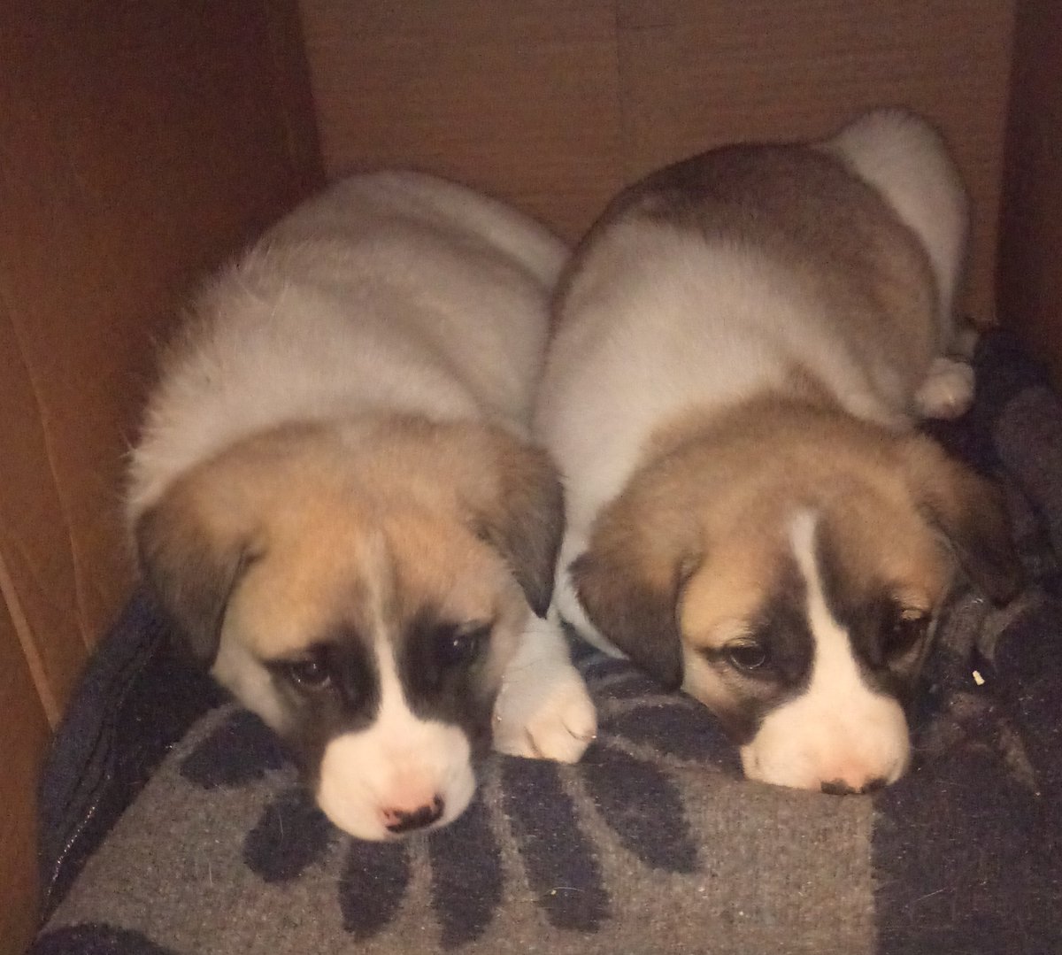 ANKARA! Sahipsiz yavru köpekler yuva arıyor. 2 aylık dişi yavrular Ankara'da hayvanları seven iyi bakacak ve terketmeyecek aileye verilecektir. İç parazit şurubu ve dış parazit damlası yapılmıştır. Yılmaz Tuna 0555 622 5890.