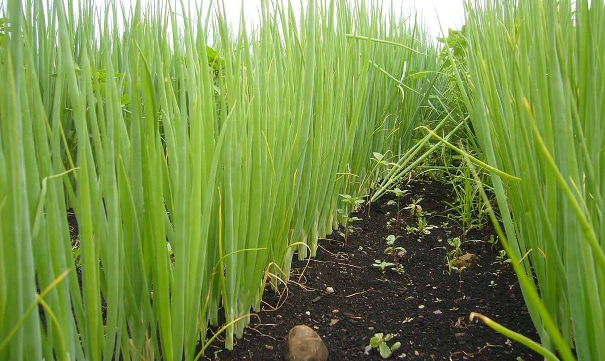 SimonGroup_'s tweet photo. Spring onion season coming soon! You will be able to appreciate the quality of the harvester RPN3EO, a robust and proven machine! #SimonGroup #onion #specialist #season https://t.co/pL7DQYn7pn