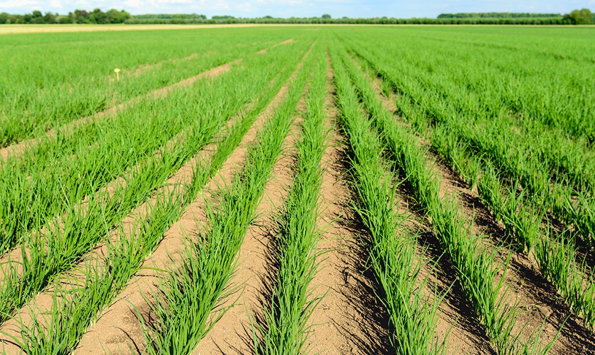 SimonGroup_'s tweet photo. Spring onion season coming soon! You will be able to appreciate the quality of the harvester RPN3EO, a robust and proven machine! #SimonGroup #onion #specialist #season https://t.co/pL7DQYn7pn