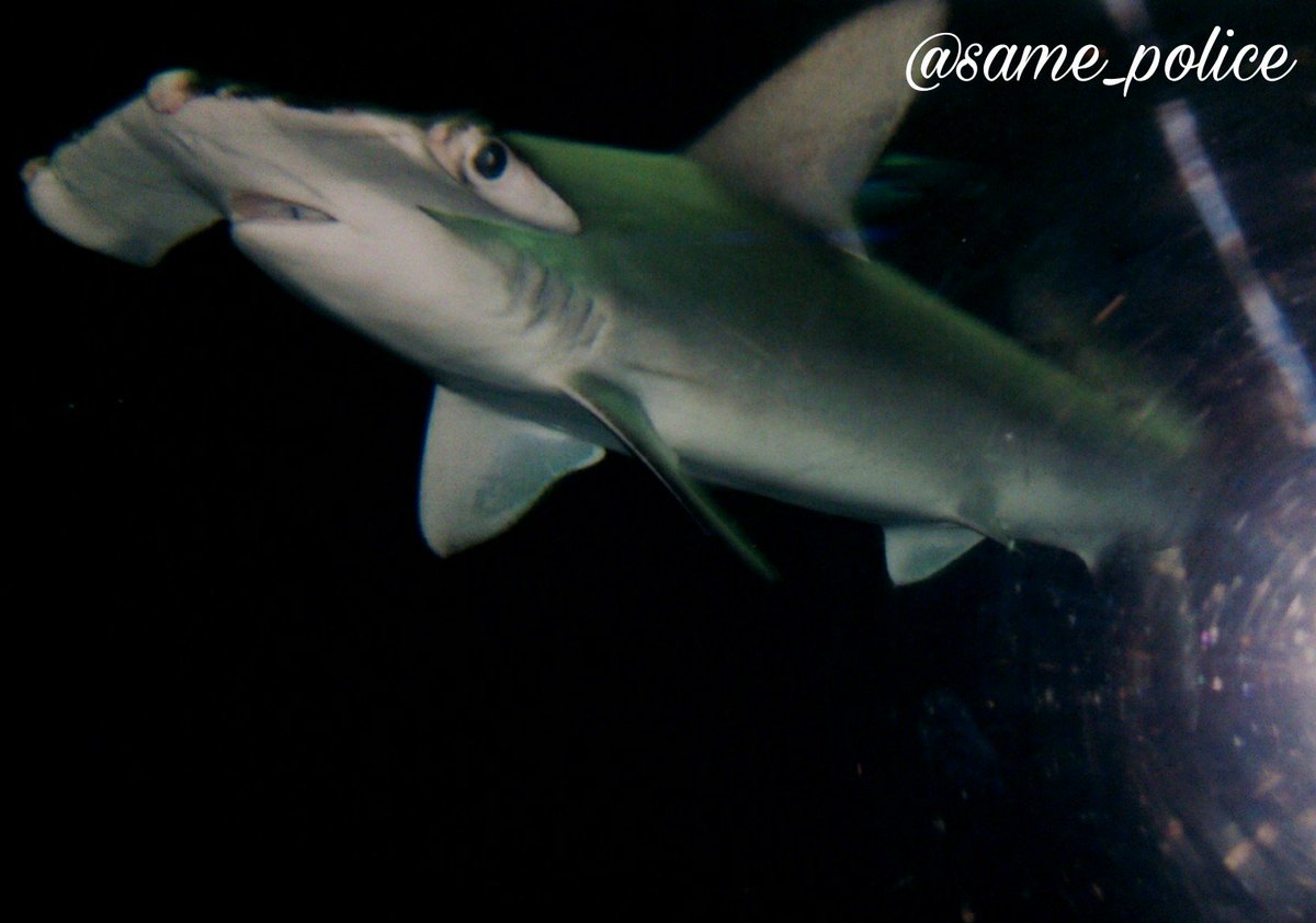 水族館のサメbot Twitterissa シロシュモクザメ 鴨川シーワールド 千葉県 08 2 11 メジロザメ目シュモクザメ科シュモクザメ属 T Co Zse6laa0ay