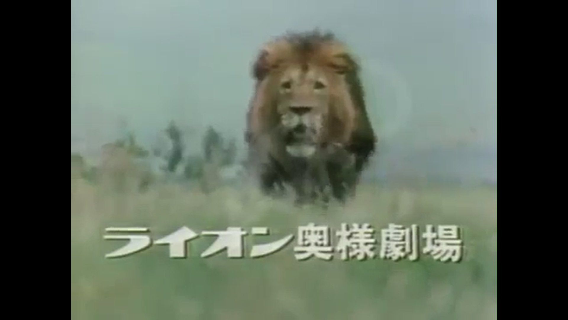 Mabuu フジテレビ系のライオン一社提供番組 今日を愛する Lion おはようからおやすみまで暮らしをみつめる ライオン 猫の日 ねこの日 ネコの日