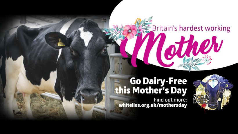 It’s our friends @vivacampaigns Week of Action for the hardest working mothers! #Dairycows are forcibly impregnated, have their babies stolen & milk sold to people. We can help, take a peek here! whitelies.org.uk/mothersday  
@iBristolPeople @veganbristol @culturethree60 @bristol247