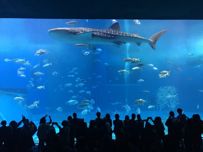 美ら海水族館のtwitterイラスト検索結果