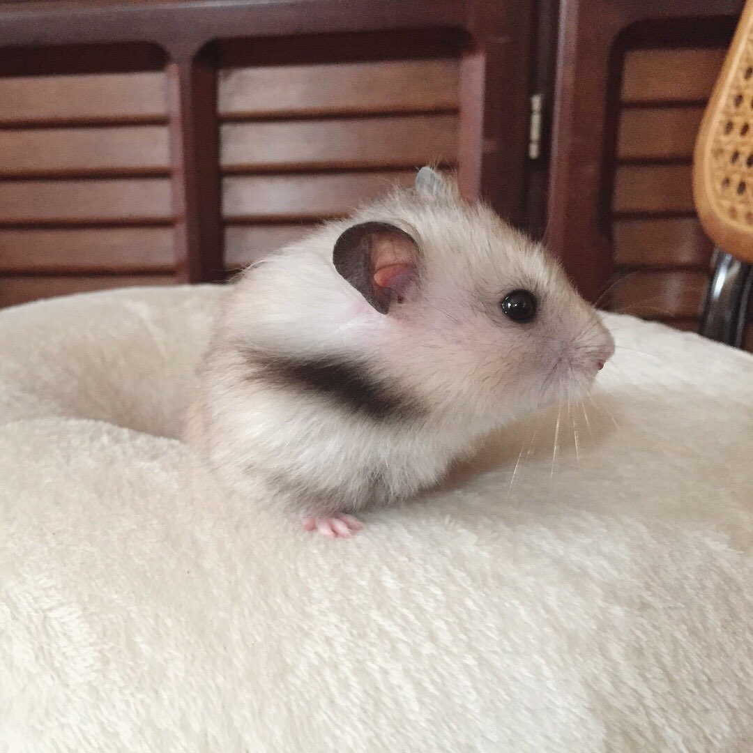 nori_hamster5's tweet photo. お耳の後ろの ピンっ❣️てなってる毛がチャームポイント😉
#hamater #ハムスター #ゴールデンハムスター https://t.co/J5wcRGYtQK