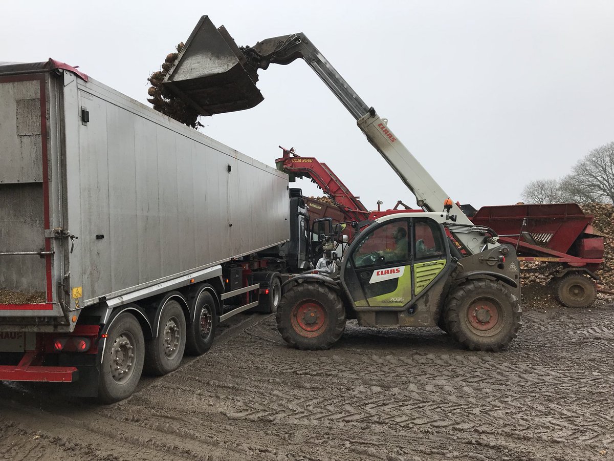 ManorFarmWotton's tweet image. After all the excitement of #NFU18 it’s great to be back out in the fresh air. Fodderbeet lifting and loading lorries has been going a fair pace. The #Belties are ladies in waiting &amp;amp; from end of the month #takingiteasy  #teamstripe @nativebreedsGB @Ladiesinbeef1