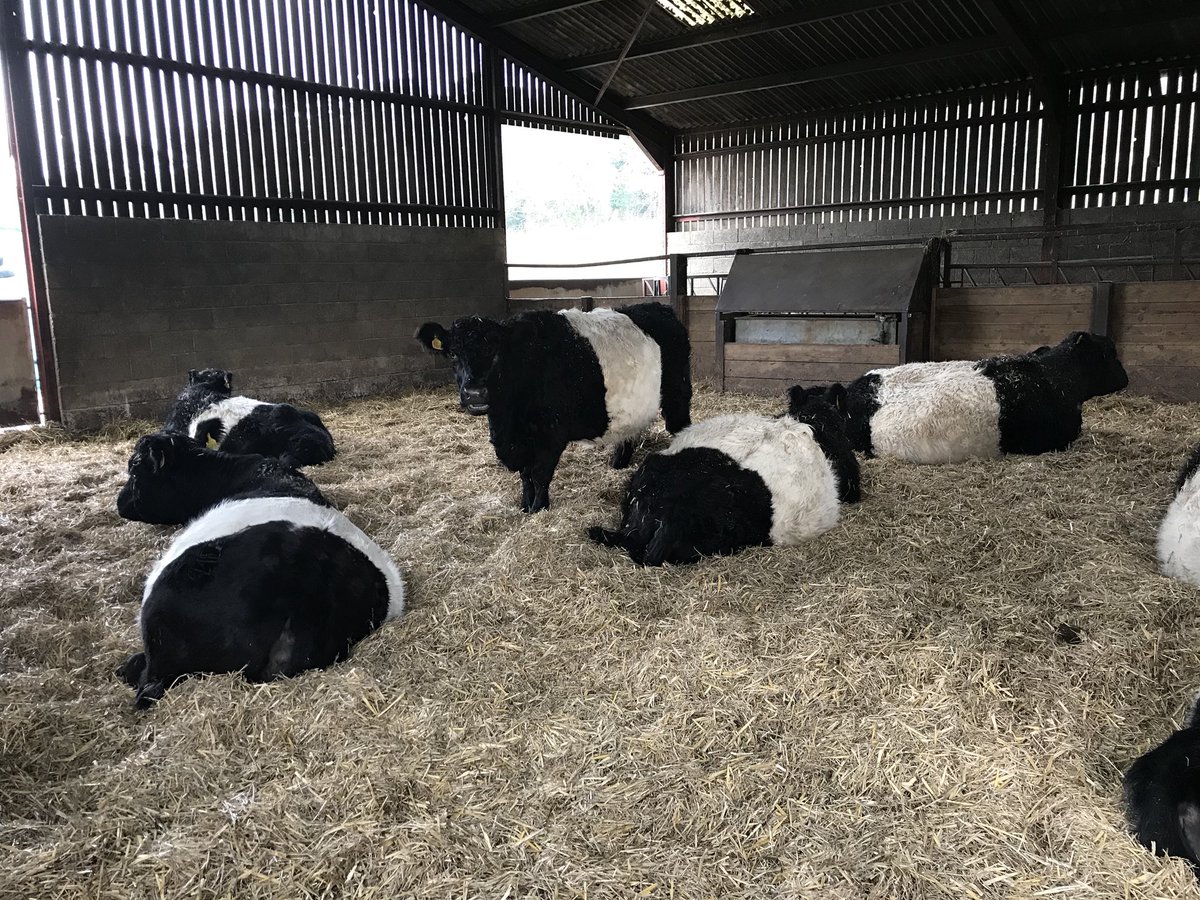 ManorFarmWotton's tweet image. After all the excitement of #NFU18 it’s great to be back out in the fresh air. Fodderbeet lifting and loading lorries has been going a fair pace. The #Belties are ladies in waiting &amp;amp; from end of the month #takingiteasy  #teamstripe @nativebreedsGB @Ladiesinbeef1