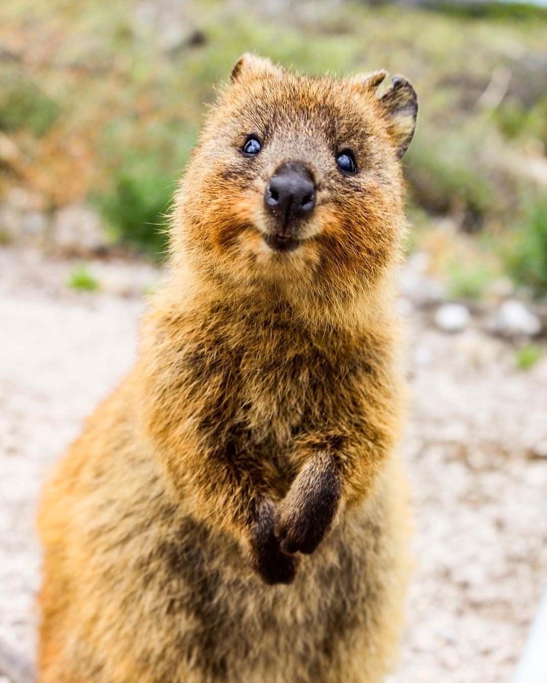 Quokka on Twitter: "Single quokka looking for ...