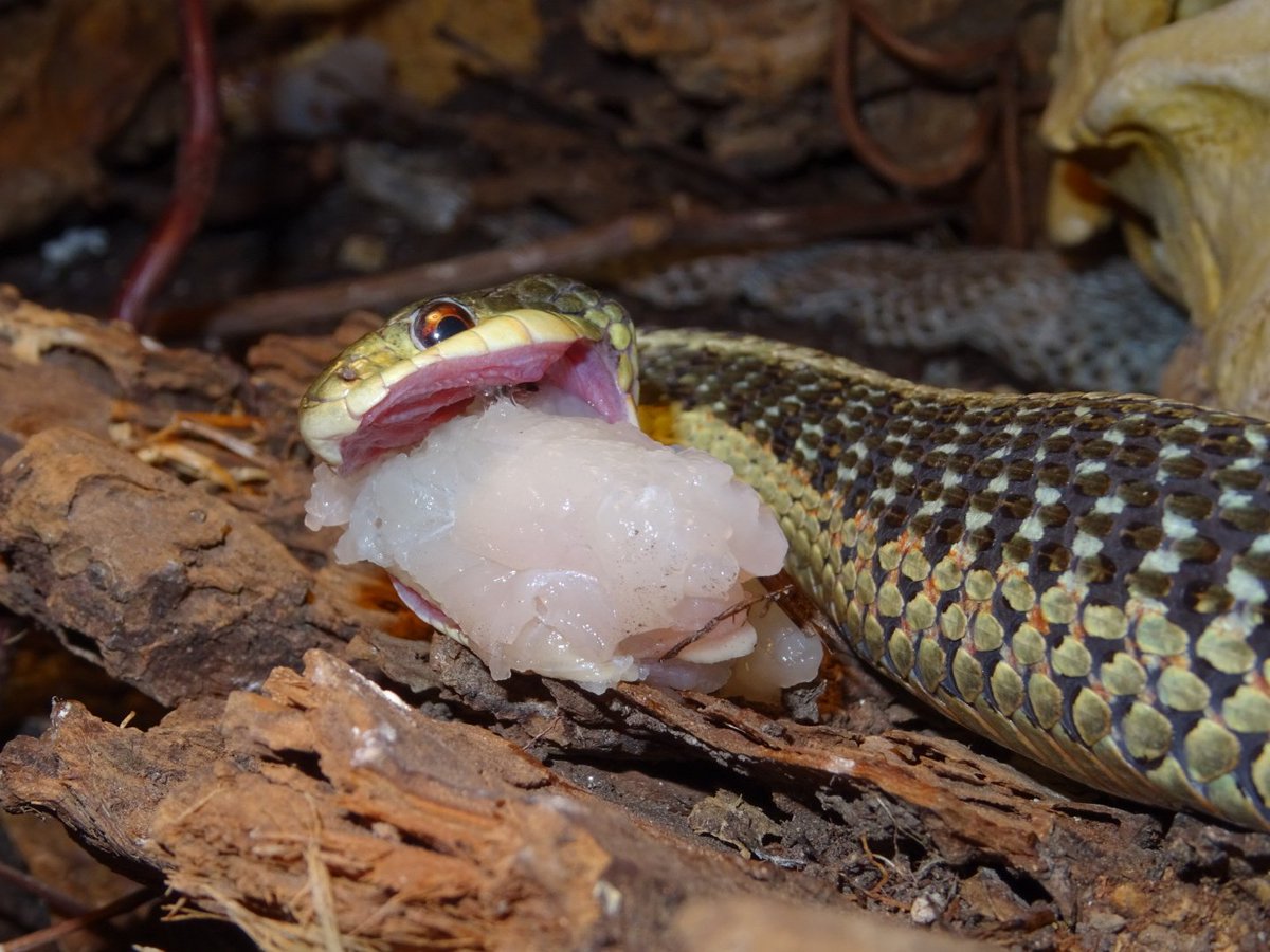Snake_Dreams's tweet photo. #Thamnophis sirtalis sirtalis 
Females with fish <3 https://t.co/Wyf8AkH4rS
