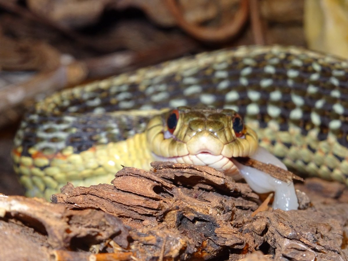 Snake_Dreams's tweet photo. #Thamnophis sirtalis sirtalis 
Females with fish <3 https://t.co/Wyf8AkH4rS