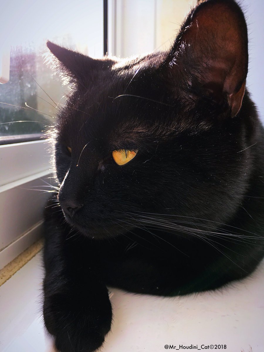 Have a pawsome #fluffyfursday my friends! Just watching out my favourite window 😹😹😹

#cats #cat #catlover #catlove #catlovers #black #blackcat #blackcats #adoptdontshop #ambassacats #catsoftwitter #catoftheday #blackcatsrule #mr_houdini_cat #animallove #kitty #meow #animal