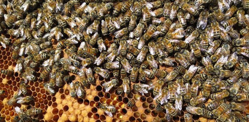 icko_apiculture's tweet image. La naissance d&apos;Interapi, c&apos;était il y a quelques jours ! 
Création de l’interprofession des produits de la #ruche : #Interapi représentera les intérêts de la filière #apicole ! 🍯goo.gl/WAJrGu