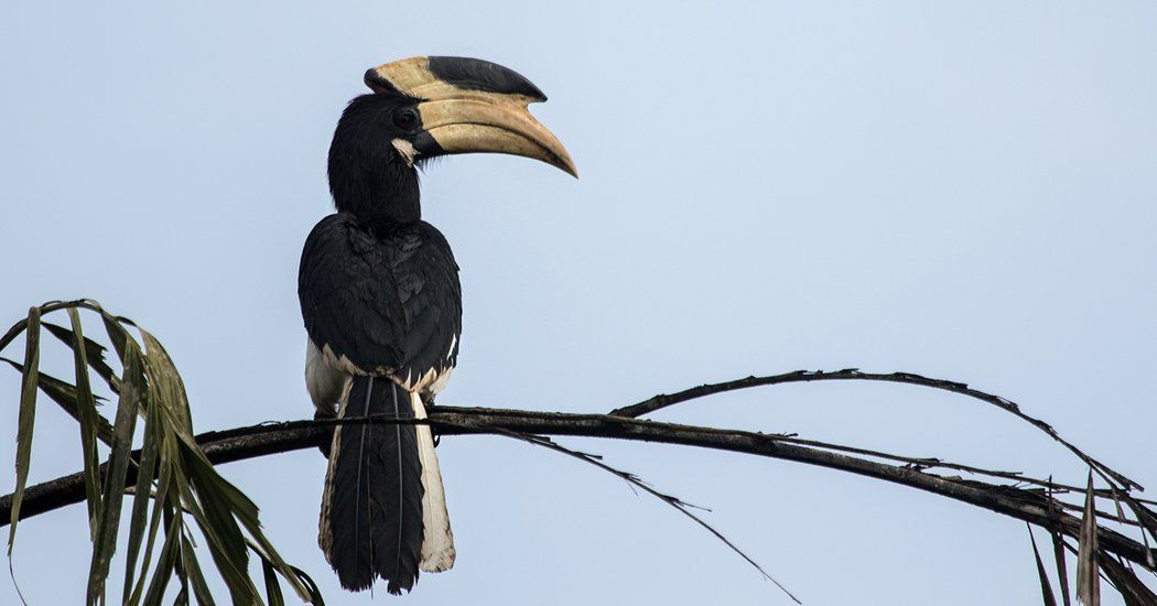 Coffee beans are good for birds, fancy brew or not. buff.ly/2EGG2DB Via @BorealJulian #Coffee #Sustainability
