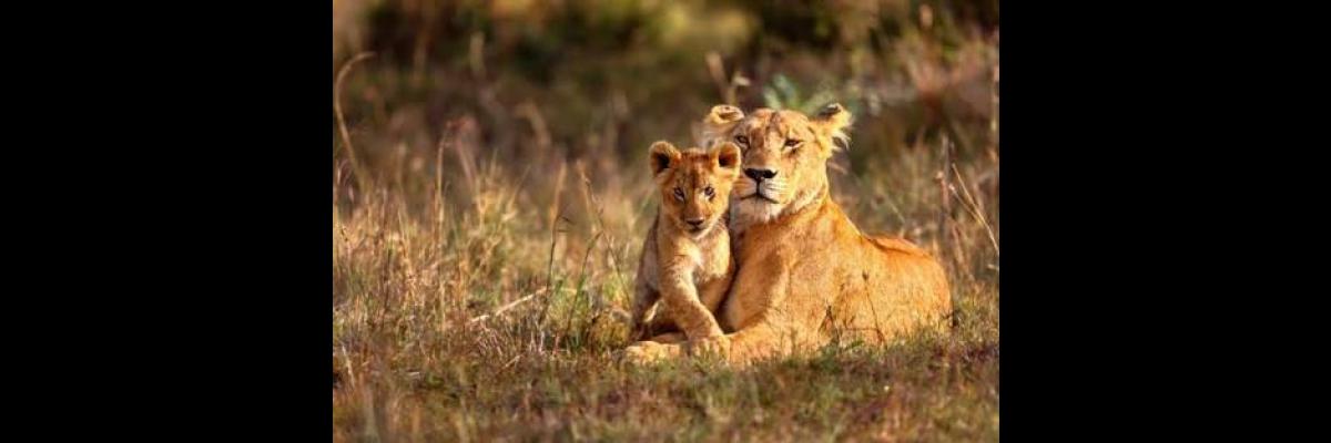 Africa Safari bit.ly/2EXoo1D #southafrica