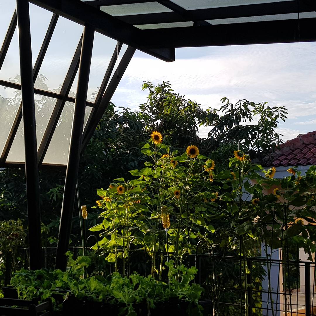 Saya share sedikit inspirasi buat berkebun di rumah ya teman...

Penting? Pengin?

Ada info untuk belajar berkebun <a href="/akademiberkebun/">akademiberkebun</a> ang 33 tanggal 4 Maret di BSD. Tangerang Selatan