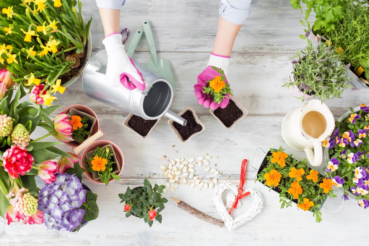 DannGarden's tweet photo. How I take care of my flowers
#gardening #garden  #Flowers #vegetables #organic #fruits Visit my website https://t.co/pTtoJLljCl https://t.co/T9EwXIWpEY