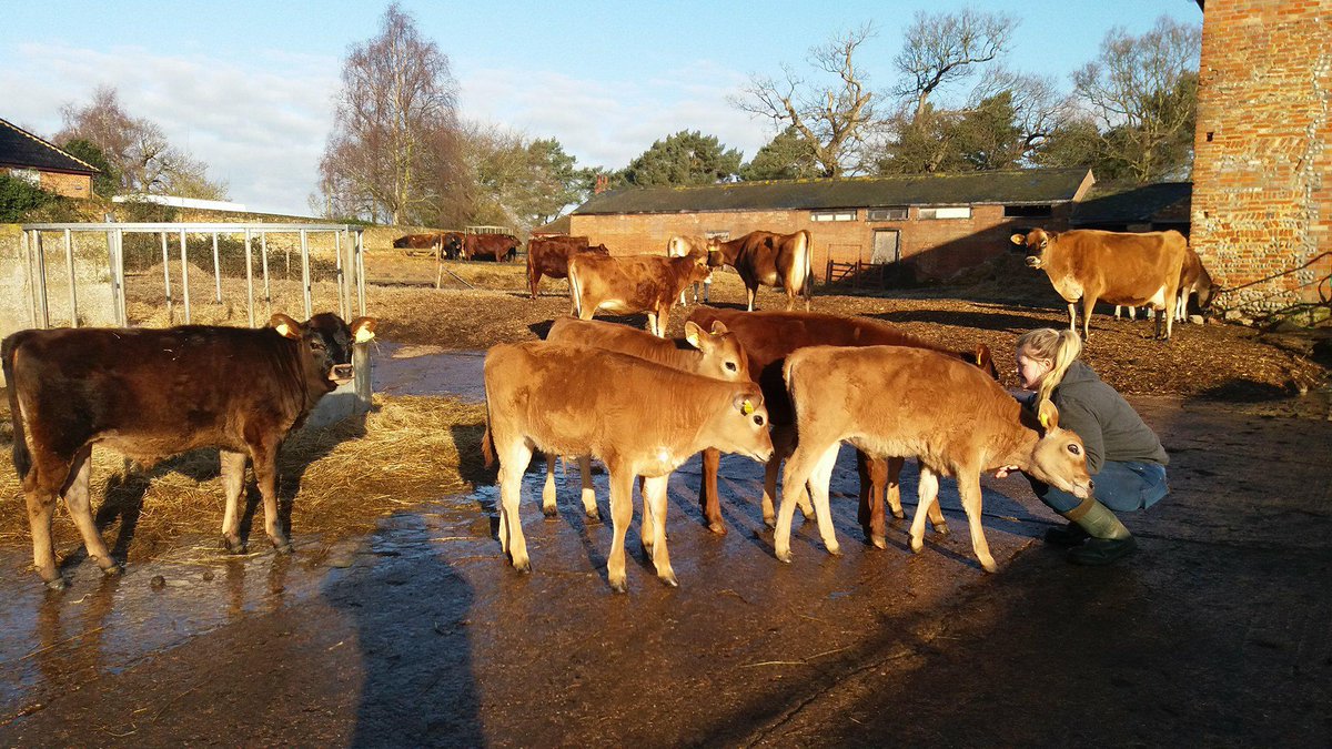 CalfAtFootDairy's tweet photo. Amy #DairyAngel the #CalfWhisperer. #DairyCalves belong with their mothers too No pens no cubicles. Allowed to range freely together #PurelyPastureFed #CalfAtFoot #HumaneDairy #EthicalMilk 24/7 daylight means #Natural #Melatonin #AidsSleep #CareFreeCows #ContentedCows #RawMilk https://t.co/xWAOjJQJGV