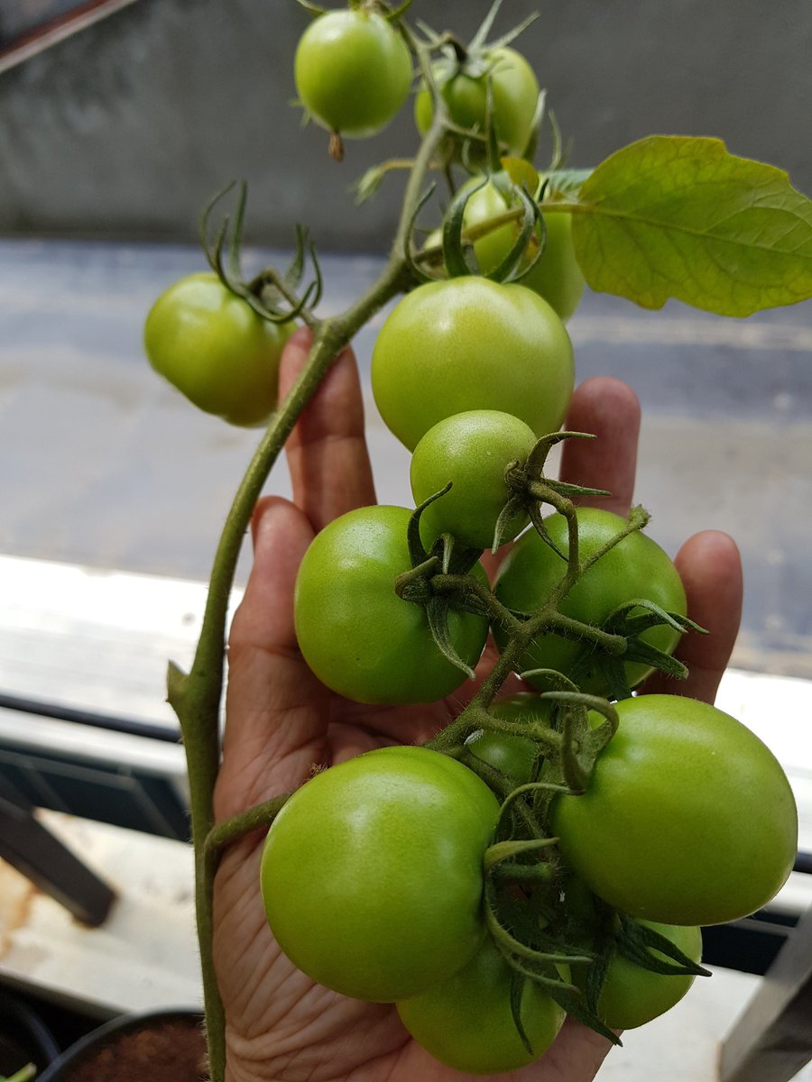 Panenan seperti ini bisa dihasilkan dari halaman rumah.

Mau kan? Yuuuk.., belajar di kelas <a href="/akademiberkebun/">akademiberkebun</a> <a href="/IDberkebun/">Indonesia Berkebun</a> reguler angkatan 33 di BSD, Tangerang Selatan, Minggu 4 Maret 2018