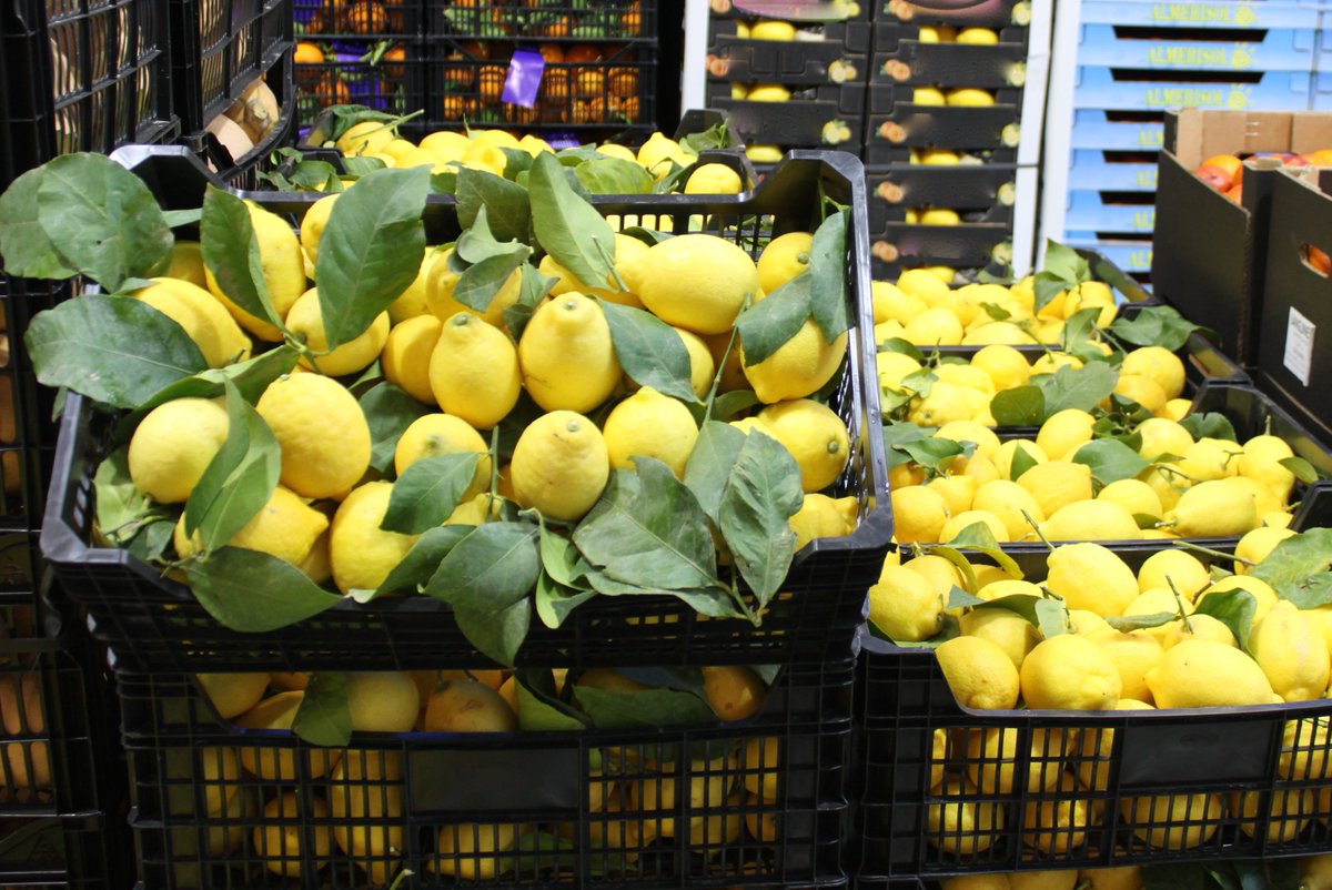 Agem_majoristes's tweet photo. #MercadoEnFebrero
Os deseamos un #felizjueves con esta selección de colores que nos trae el mes de #feberero al #MercadoMayorista de #FrutasyHortalizas de #Mercabarna. https://t.co/tIGyzDgtTr