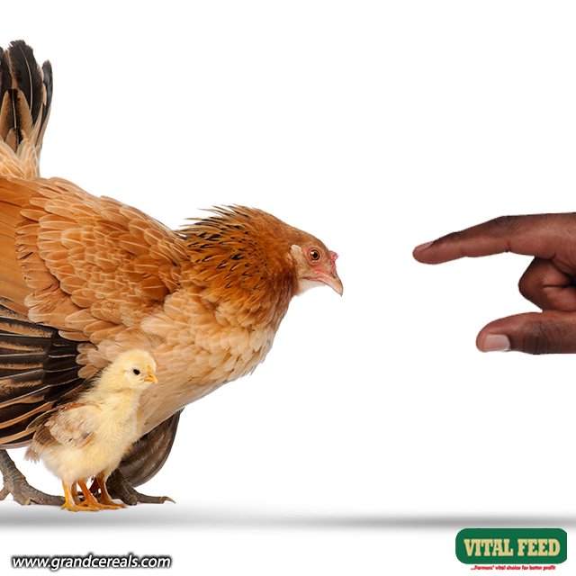 GrandCereals's tweet photo. #Throwback to our childhood when you dare not go near the chick of a mother hen for fear of being chased. If you ever experienced this then you had an interesting childhood. #VitalFeeds #NutritiousFeed https://t.co/OTtYNHeJez