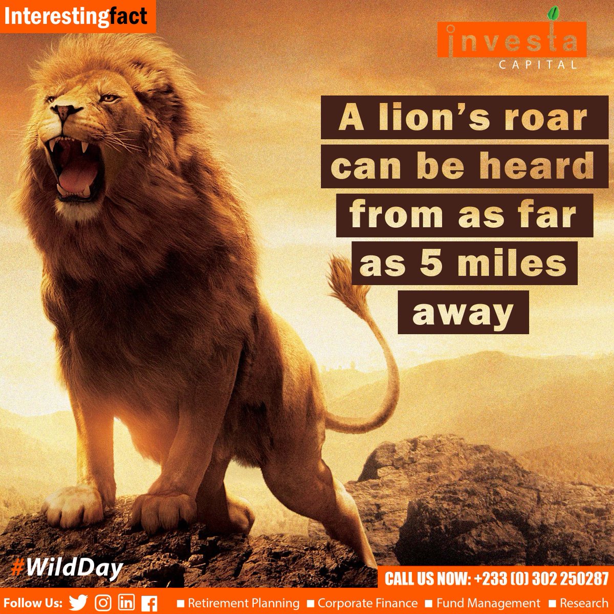 Investa_gh's tweet photo. Do you know that? #InvestaCapital #WildDay #Lions https://t.co/TAKqLCDxiU