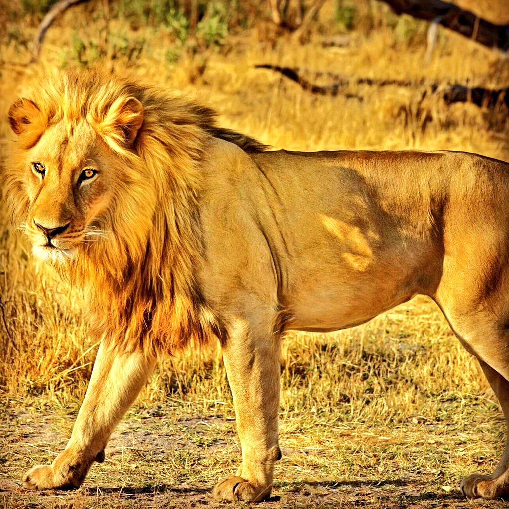 ATSTravelKe's tweet photo. Time for an #ATSTip courtesy of @susankaittany when in the @MaasaiMaraNR it is advisable to carry a nice warm jacket for those chilly morning game drives...most people tend to forget. @MagicalKenya @kot @goplacesdigital #ATSAT20 #ATSTravelKe #susankaittany https://t.co/gPc7Nd7K3l https://t.co/Gln9jssbBS