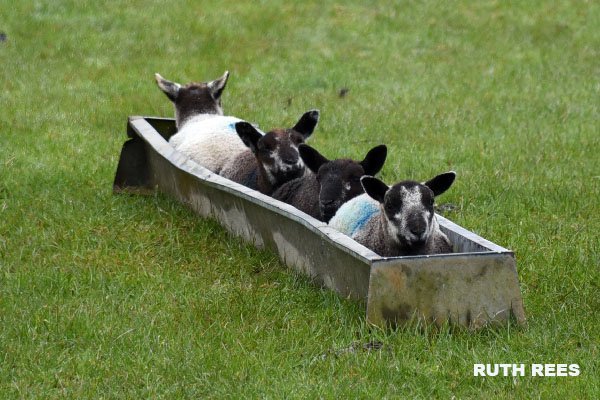 We're not predicting great things for the Welsh bobsleigh team at the Winter Olympics 2018... 🏴󠁧󠁢󠁷󠁬󠁳󠁿 🤣😂