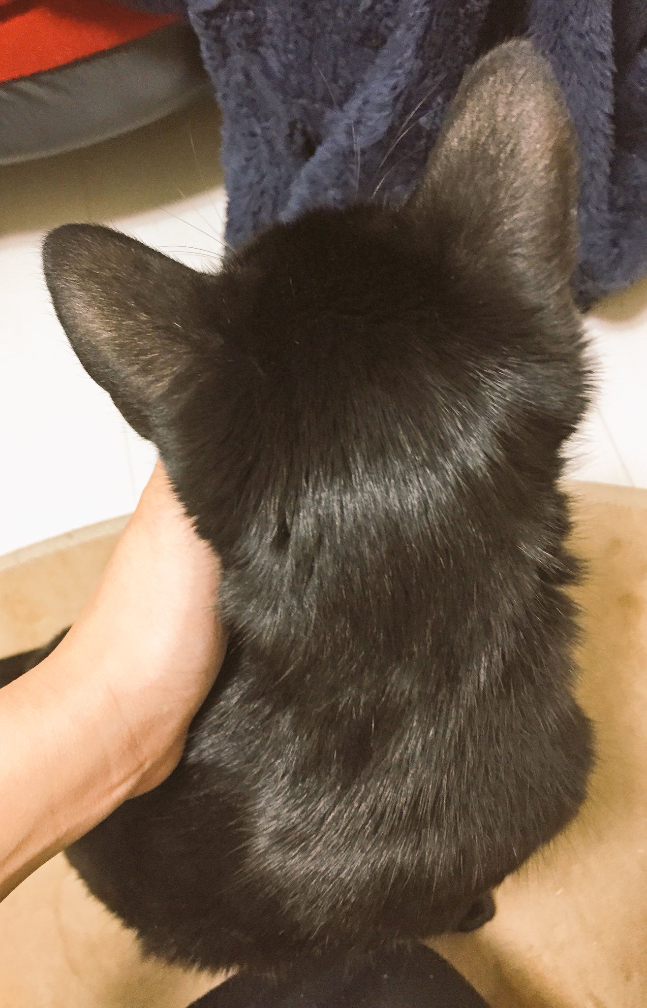 96猫 ねこのひ