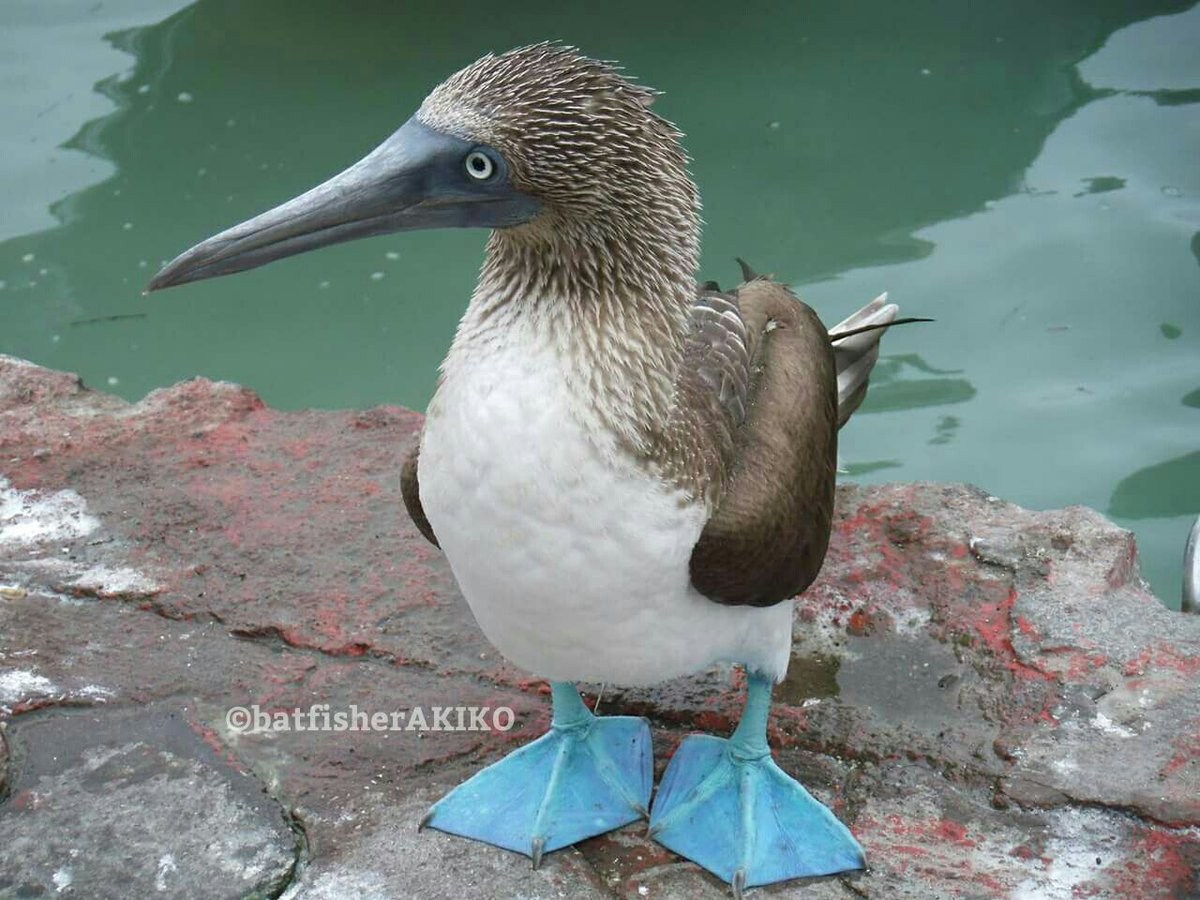 バットフィッシャーアキコ בטוויטר ガラパゴスあるある アオアシカツオドリって つくづく青足 Ecuador エクアドル Galapagos ガラパゴス諸島 Bluefootedboobie アオアシカツオドリ 野鳥