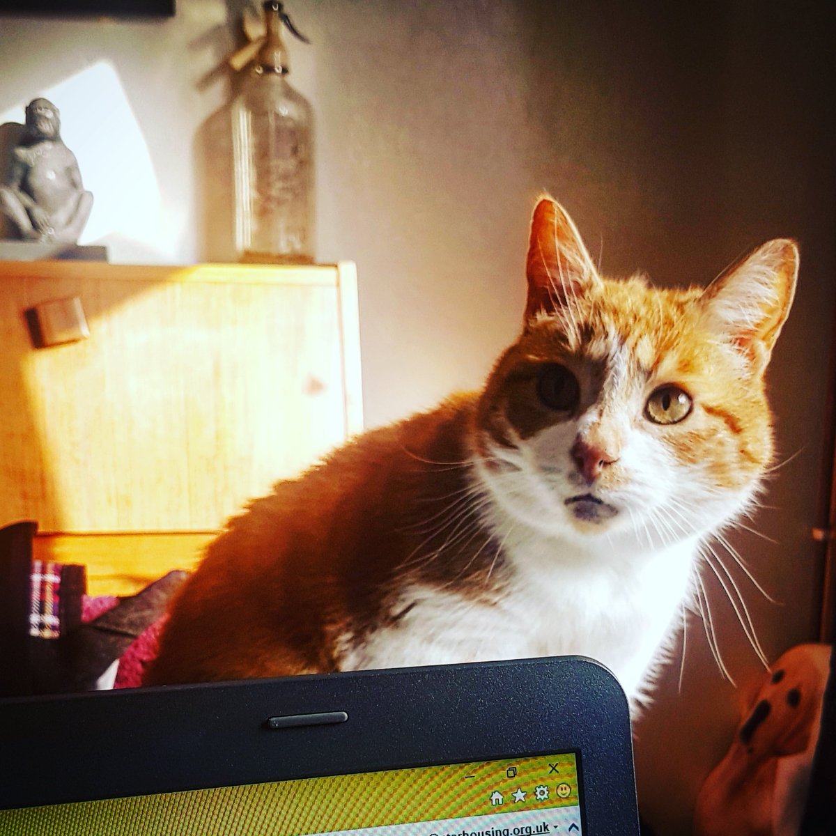 Cherrycakes76's tweet photo. Working from home today and being supervised... #catmanager #wfh #nachoisboss https://t.co/2cAsHmXIk3