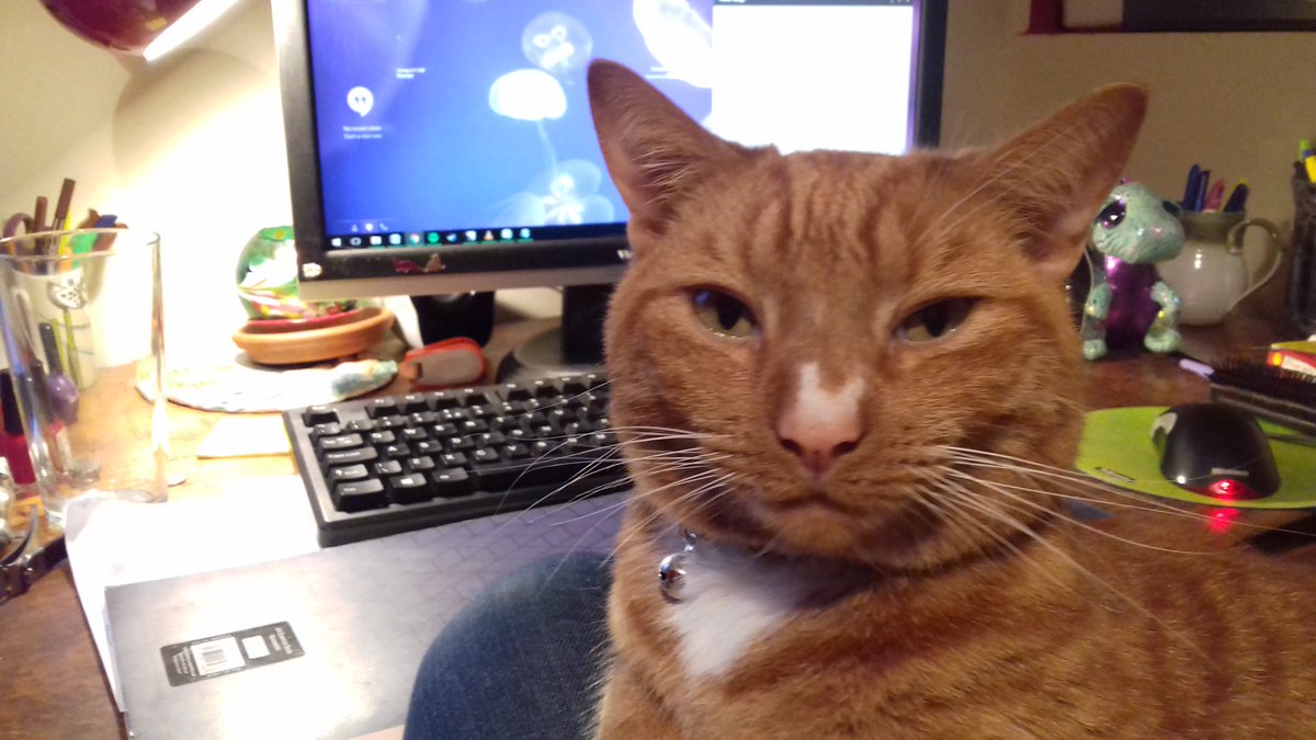 MAWFYPAnthology's tweet image. "And I always have at least one cat on my lap. Loki doesn't understand why I'm not writing a book about cats." #writingspace PART II😁 from @HellionHarvey.🐱🐾 Torchlight says - look at that beautiful nose!!!!