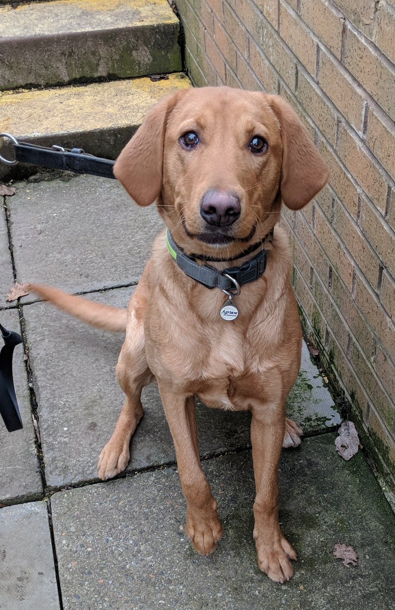 PSOSDogs's tweet photo. TPD Max has been doing well at The Dog Training Centre. He leaves us today to go live with his handler out in the East of Scotland. Wishing him lots of luck in his new career. #TPDMax #SearchDog #ThatFace😍 https://t.co/urfh4m439U