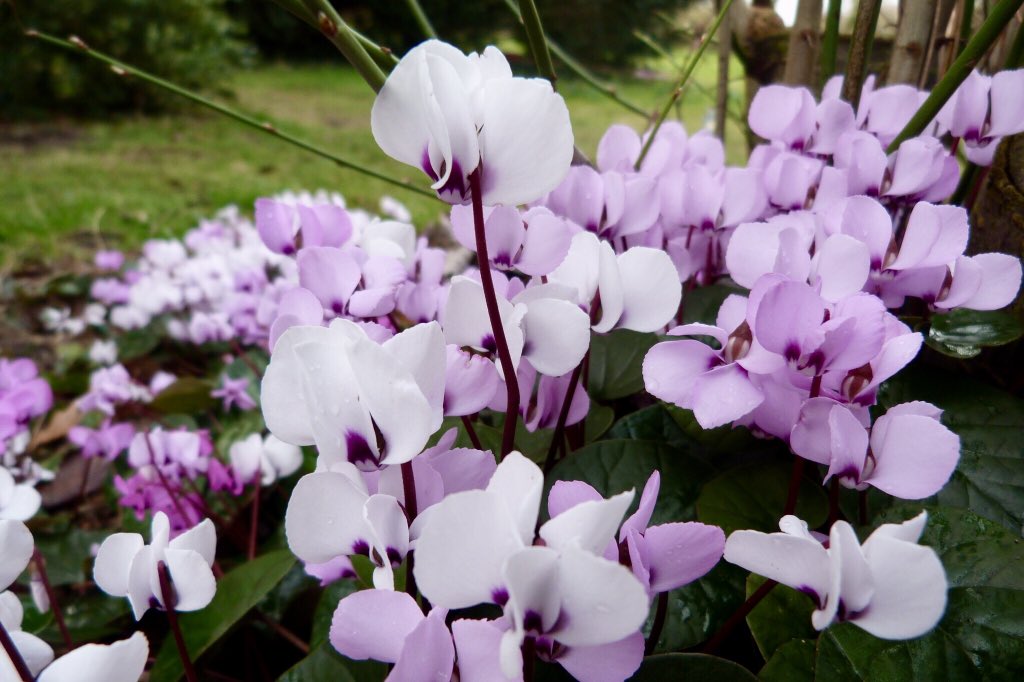 CatherineEsse's tweet image. Standing out from the crowd 🌸 💜✨ #cyclamen congregation yesterday #springsoon #HappyThursday all 🌸🕊✨ @HARTResearch @sjholt50 @suzawelch @LisaMSutch @Dr_HLO  @VenetiaJane