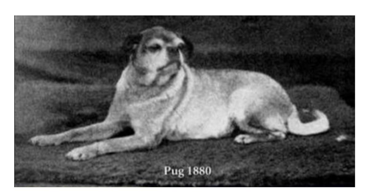 pug 1880