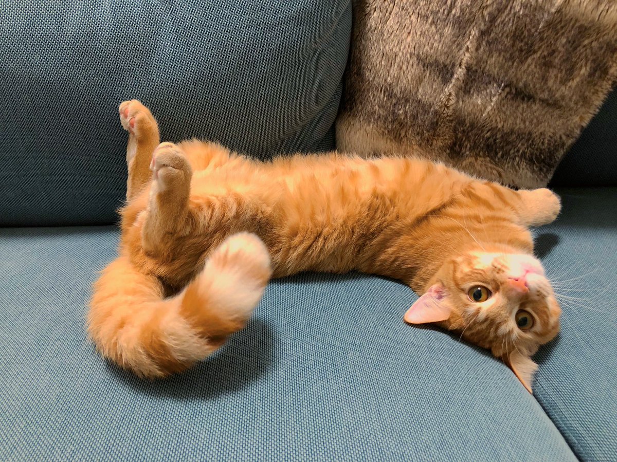 ねこの日記念にいっちょ
嬉しいポーズ🐾

#とん助 #ねこの日 #猫の日