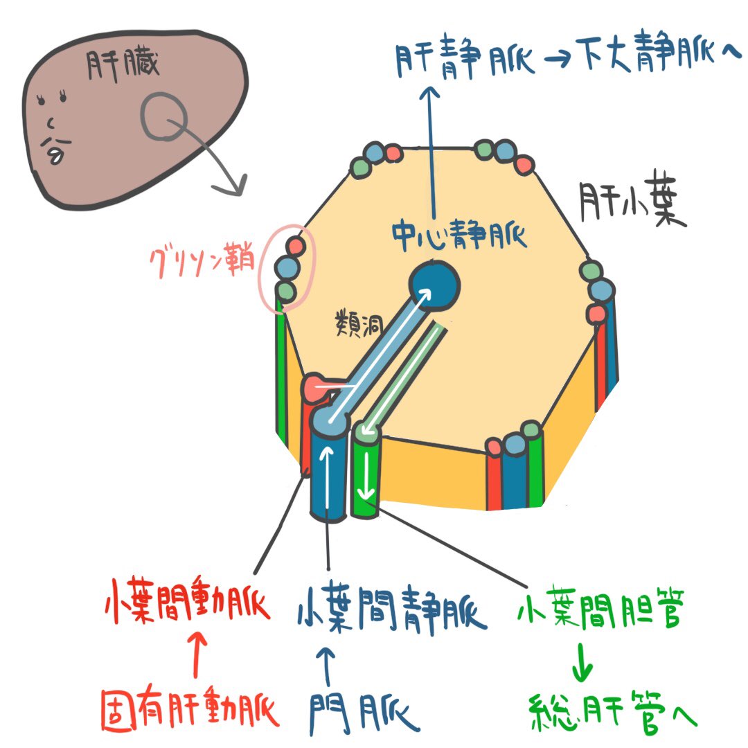 ゴロ 解剖生理イラスト Auf Twitter パッと見で分かる 肝臓の血液と胆汁の流れ