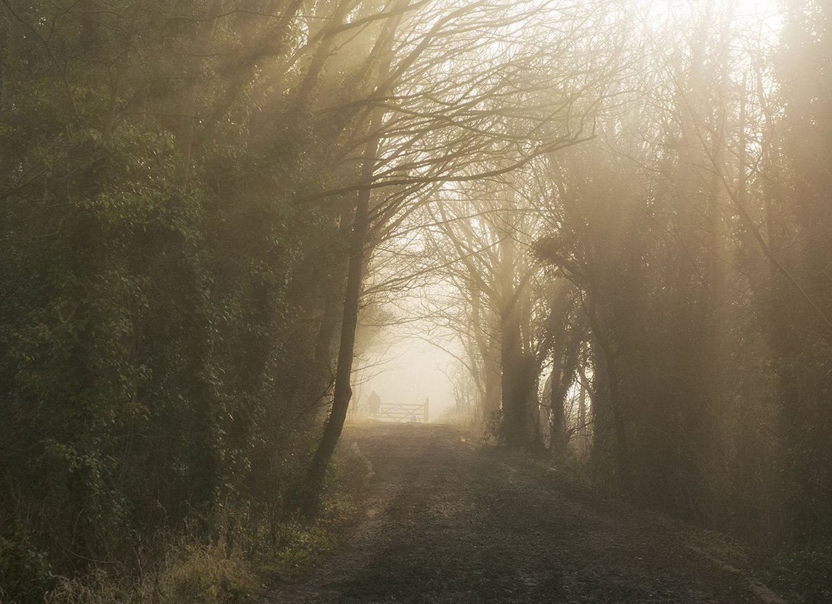 TraceyWhitefoot's tweet image. Into the morning light :) 
Another gorgeous morning at Colwick Park this morning. 
#colwickpark #lovenotts #wintermorning #nottingham