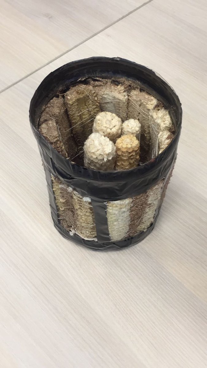 bennettuniv's tweet photo. Prototype of an irrigation technique created out of Corns, proposed by two young innovators from Uttrakhand at the finals of #BennettatcheryInnovationLaunchpad

#IdeasAtBennett #InnovationLaunchpad #IdeasofFuture #InnovatingIdeas #GreatIdeas #AgriculturalReforms https://t.co/7T4CfPt9TJ
