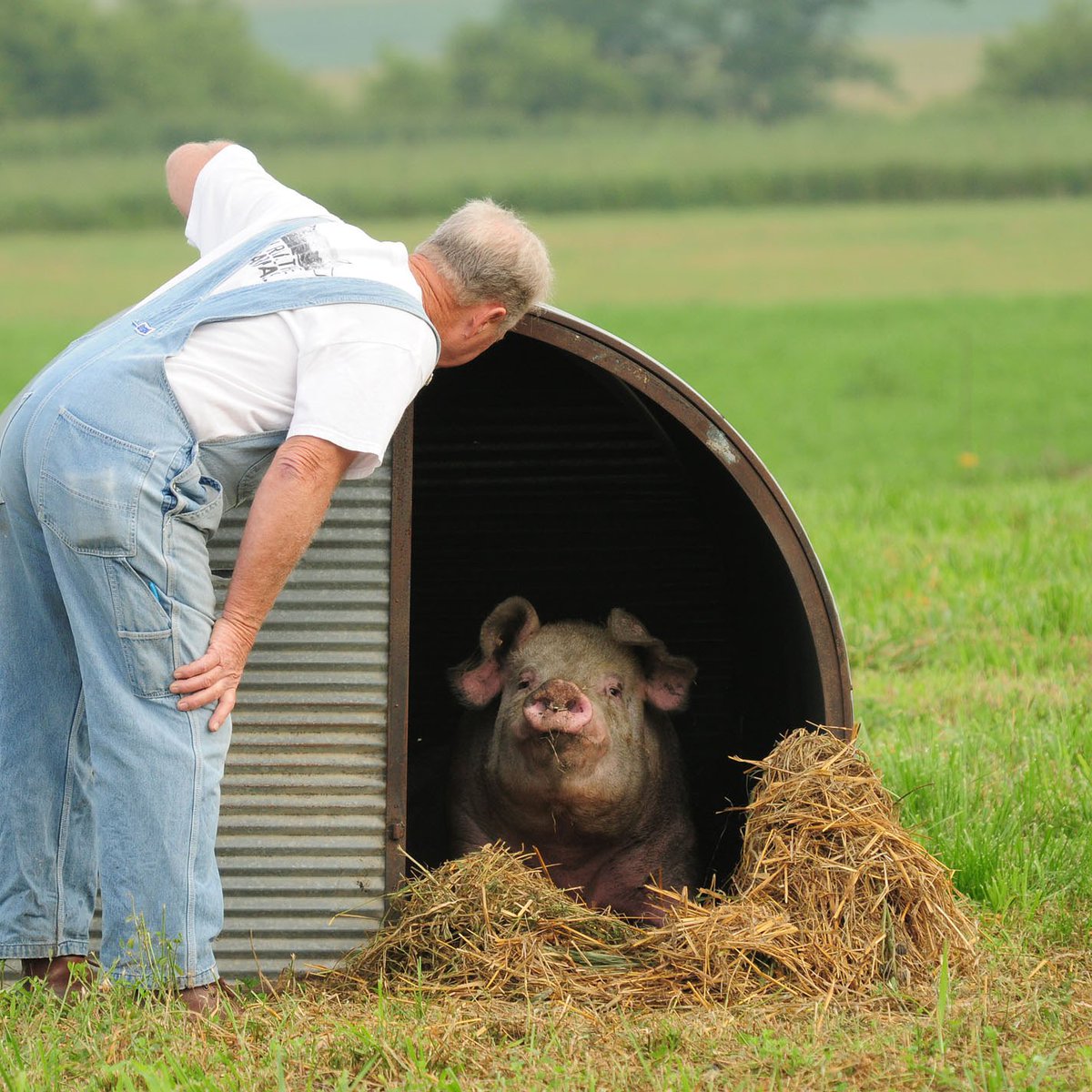 Our farmers have a deep and meaningful connection with our piggies!

#freerangepork #eatlondon #foodbloggerlondon #foodielove #foodbloggers #londonstreetfoodie #londonfood #londonfoodguide #streetfoodstories #farmtotable #farmtofork #britishfarming #freerange #streeteats