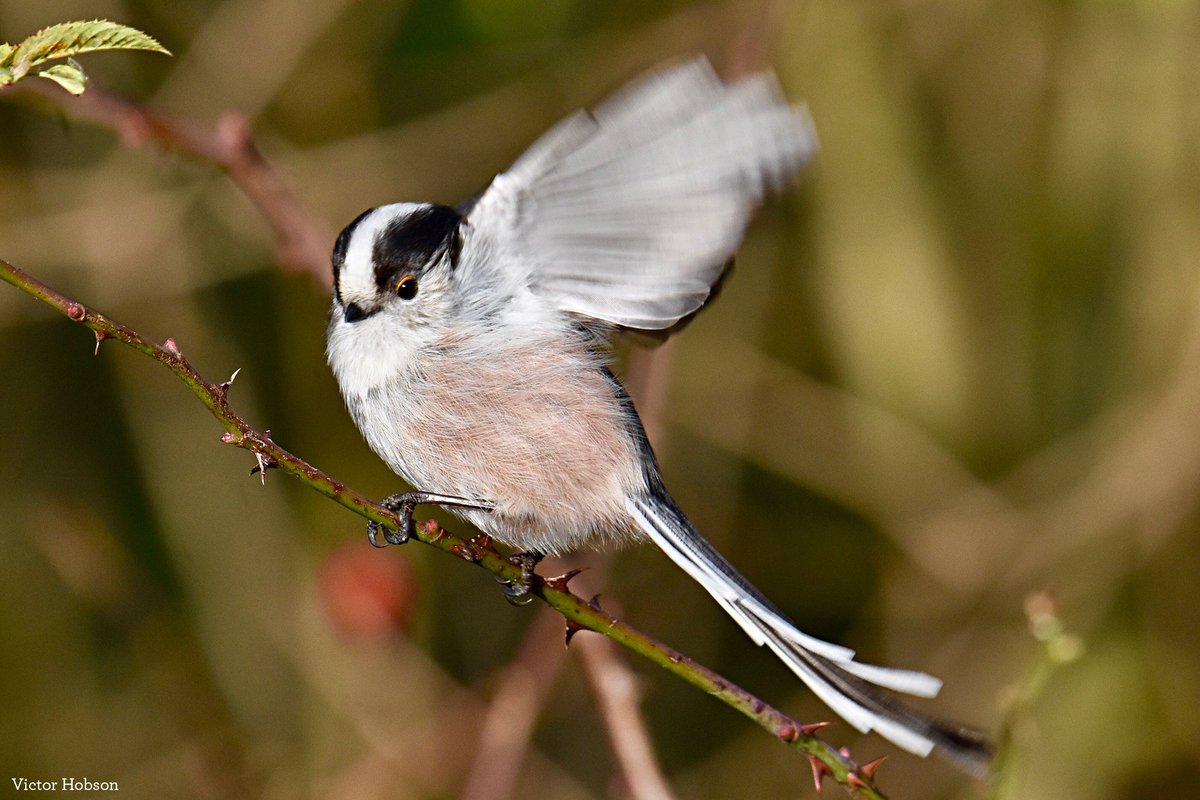 BBCSpringwatch's tweet photo. Hands (and wings!) up who's excited for #Winterwatch 🐦🙋‍♀️🙋‍♂️ https://t.co/lvewJi59Is